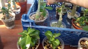 ЖЖЕНАЯ рисовая шелуха//Для чего она?//Октябрьский обзор сеянцев адениумов