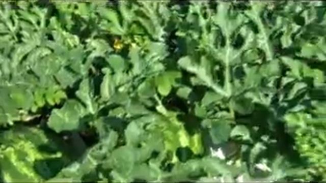 Сорта арбузов для Южного Урала смотреть онлайн