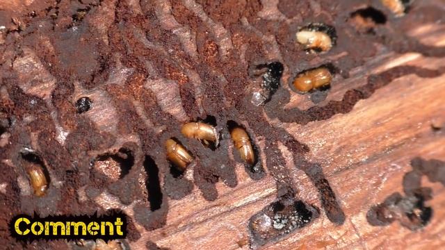 Bark Beetle смотреть онлайн