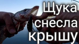 Щука на спиннинг. Как я подсел на этот наркотик (Щучьи поклёвки).