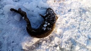 Тычки, перемет, проверка 27.11.2022г.