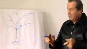 Как правильно обрезать вишню