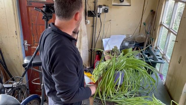 Spider Plant Repot  Care Guide - Hangng Basket Project - Chlorophytum comosum