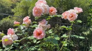 [Tantau] Rokoko Rose 2022 First Flush