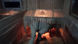 Купирование хвостов у поросят, как я это делаю и зачем