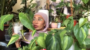 Houseplant Haul 2021 | Common & Uncommon Wishlist Plant Haul March 2021 | Indoor Plant Malaysia