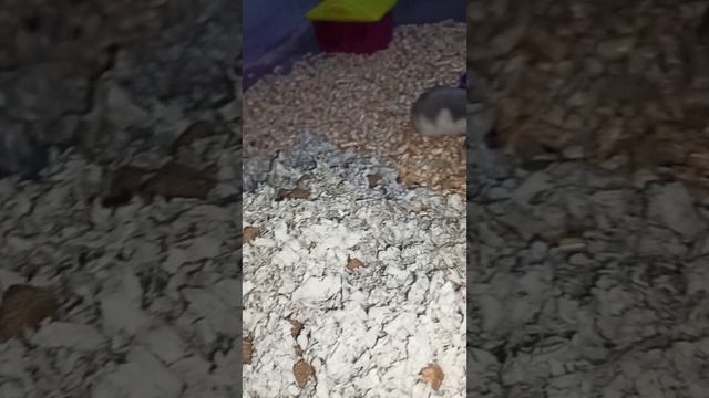 Жильё для хомячков. Бюджетно, и с учётом их потребностей!