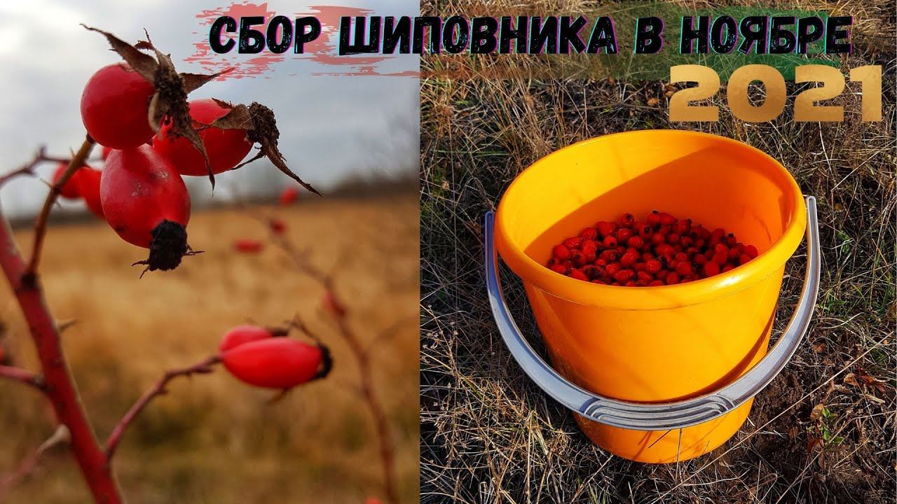 Сбор шиповника в ноябре 2021 года ! И колется и хочется !