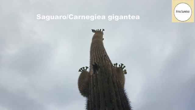 Saguaro cactus / Carnegiea gigantea [ Tallest cactus in the world] смотреть онлайн