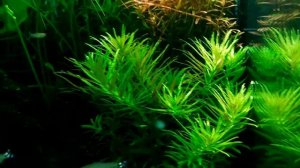 Limnophila aromatica