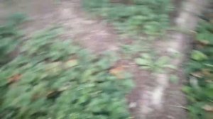 Земляника Тристан, Руби Энн и Тоскана посадка в грунт. Результат ОТЛИЧНЫЙ!!!