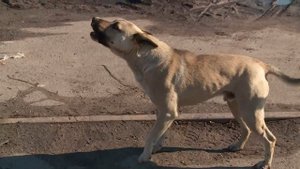 Жители Алтайского края всё чаще подвергаются нападению бездомных собак (Бийское телевидение)