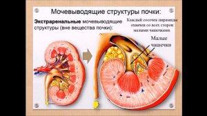 Мочевыделительная система: обзор органов