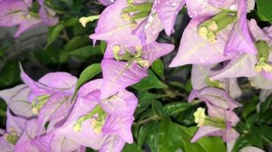 Бугенвиллия сорта Glabra Donker