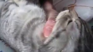 как ухаживать за кошками. Как лечить глаза у кошки