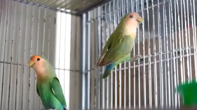 Visit Umer Masood (Judge) Birds Breeding Setup| Lovebird Farming| Birds Business| Business from Hom смотреть онлайн