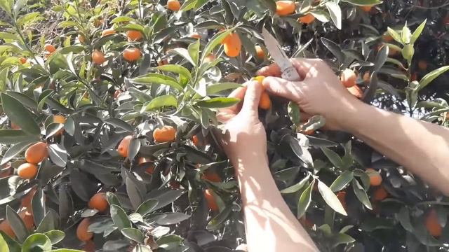 شجرة الكمكوات || kumquat tree || او البرتقال الذهبي أو البرتقال الياباني فوائد الكمكوات смотреть онлайн