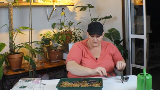 Let's Propagate Some Stuff / Cissus Discolor, Jose Buono, Syngonium Albo, Adansonii смотреть онлайн