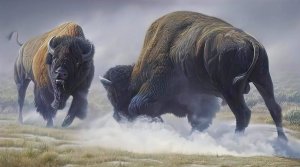 Эпичная битва огромных бизонов