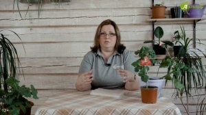Когда открывать розы после зимы? Особенности ухода за розами весной после зимы