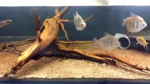 Metynnis fasciatus / Striped Silver Dollar