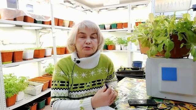 Описание сорта "Бурракерские любимцы-Плясуновой" смотреть онлайн