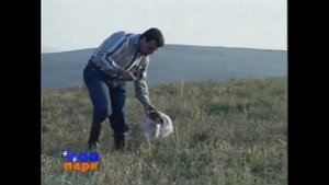 Пойнтер