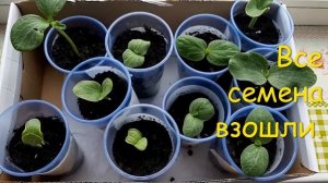 ПРОРАЩИВАНИЕ СЕМЯН ТЫКВЫ..