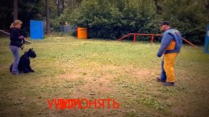 Дэзи - ризеншнауцер на ЗКС