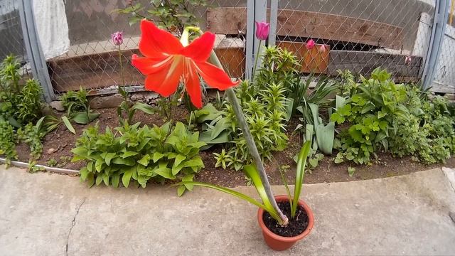 Гиппеаструм смотреть онлайн