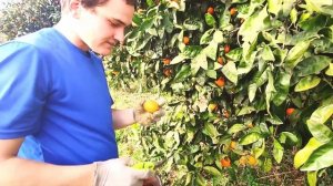 Сбор мандаринов в Абхазии