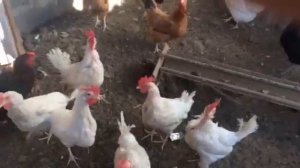 МОЙ РЕЦЕПТ ДЛЯ ПРОПОЙКИ ДОМАШНИХ ГОЛУБЕЙ