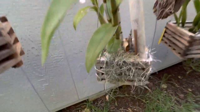 Morning garden walk & sharing what I did to best utilize the space of my small garden смотреть онлайн