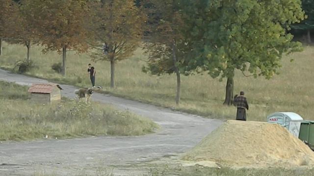 собаки в монастыре около Джвари.MOV смотреть онлайн