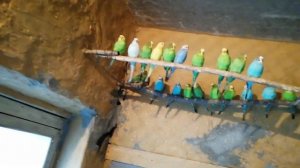 Голубятник дальнобой завез с всего ссср голубей