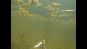 Подводная охота на соревнованиях в Мензелинске