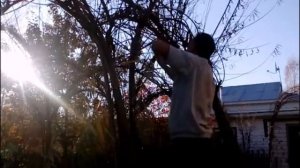 PAVIVA.RU  Беседка из ивы,осеняя стрижка