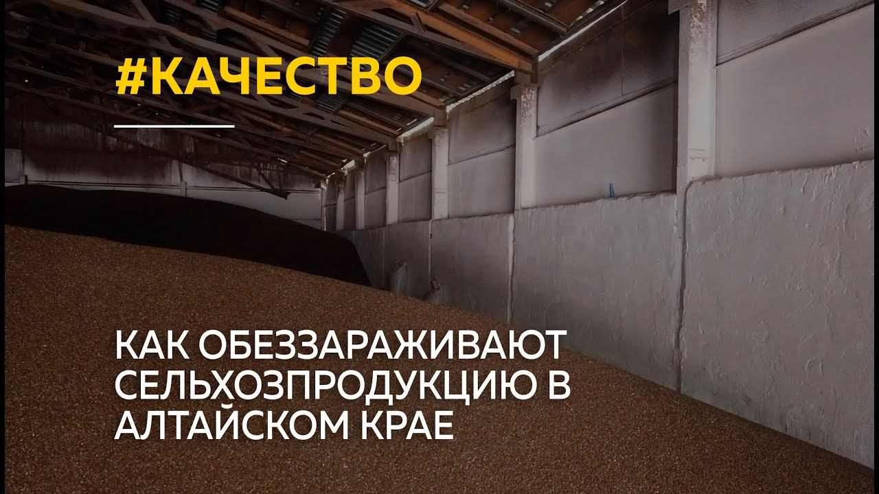 "Качество зерна": как обеззараживают сельхозпродукцию в Алтайском крае