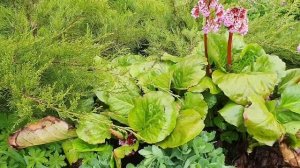 Вечнозелёный красавец Бадан Посадка Уход Украшение сада на весь сезон Бадан в миксбордере