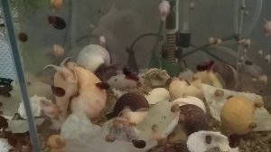 Кормление анциструсов капустой. Кормление ампулярий капустой.