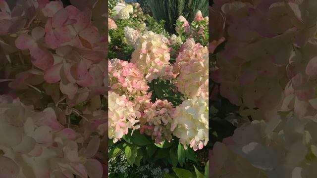 #bonfire #hydrangeas #paniculata #hortensia #beautiful #flower #garden #сад #гортензия