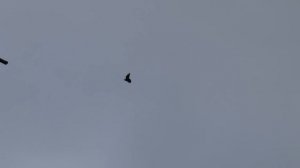 Вот так должны играть и летать Настоящие бакинские голуби / BAKU PIGEONS ( Vitalie , CAHUL )