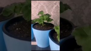 Новинки !! ЮВ Северная Андромеда , юВ Звезда Водолея!! Обзор новинок и содержание