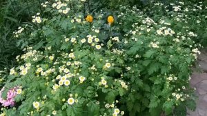 РОЗЫ ЦВЕТУТ! Как сочетать розы, розы и компаньоны.Королева сада и ее свита.