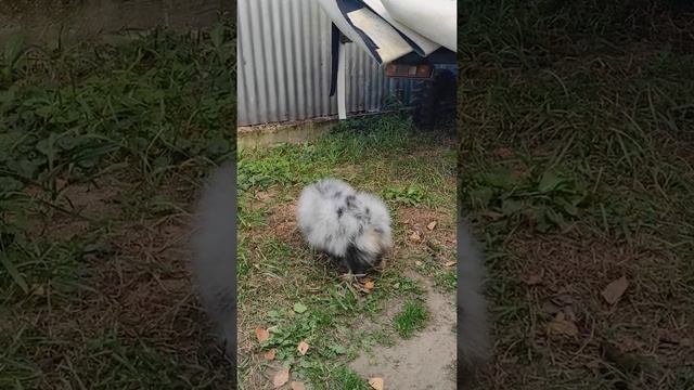 Щенок померанского шпица голубой мерле с подпалом смотреть онлайн