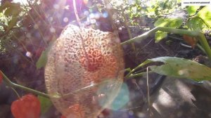 ФИЗАЛИС  ФРАНШЕ - декоративное УКРАШЕНИЕ для вашего сада.