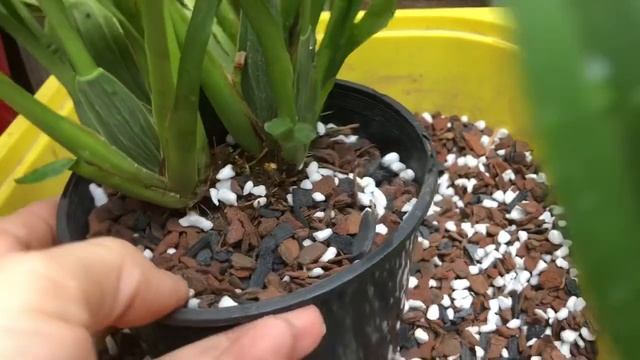 Пересадка орхидеи Oncidium Rosy Sunset’Rosebud’ смотреть онлайн