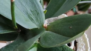 ЭТОГО ОБ ОРХИДЕЯХ ВЫ ТОЧНО НЕ ЗНАЕТЕ: «μεριστός» и apex - ЧТО ЭТИ СЛОВА ЗНАЧАТ В ПОНИМАНИИ ОРХИДЕЙ?