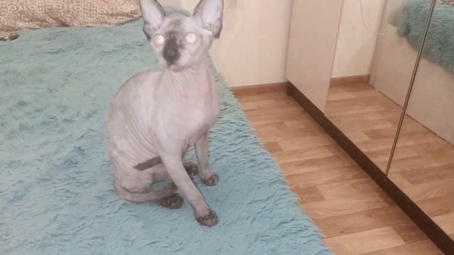 Кошечка сфинкс
