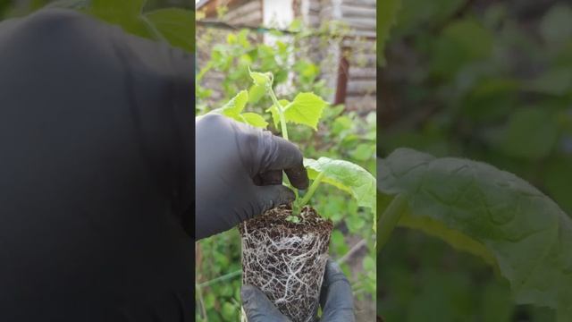 Ранний урожай огурцов в мае без теплицы?